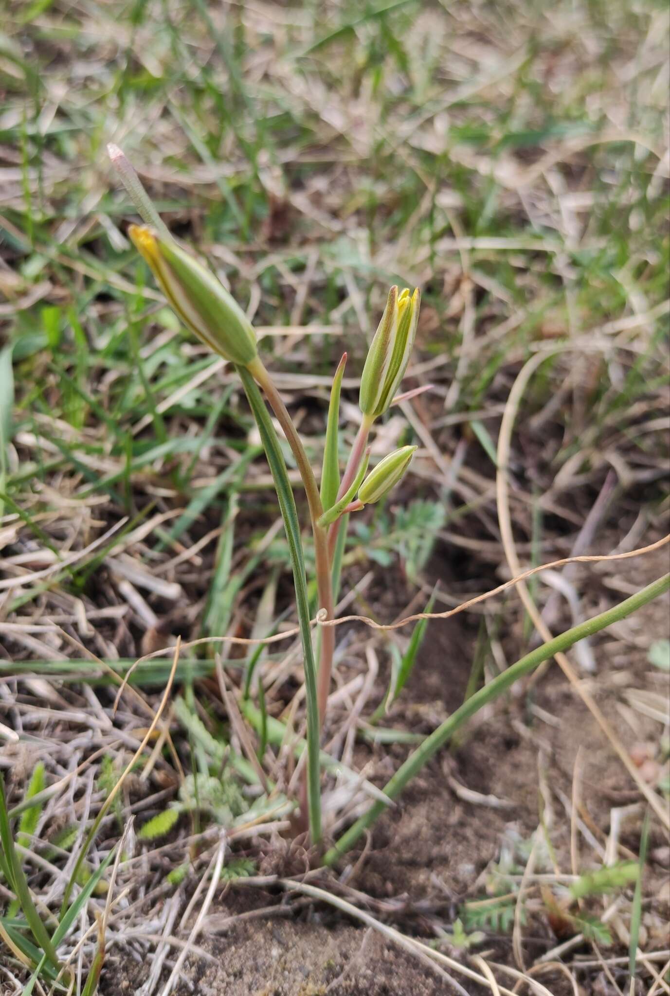 少花顶冰花的圖片