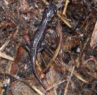 Image of Arboreal Salamander