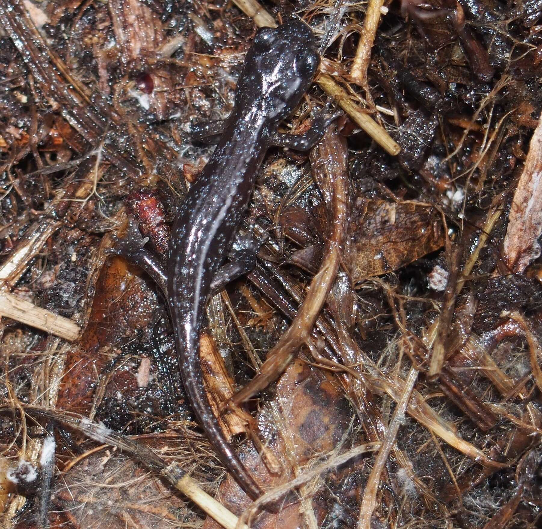 Image of Arboreal Salamander