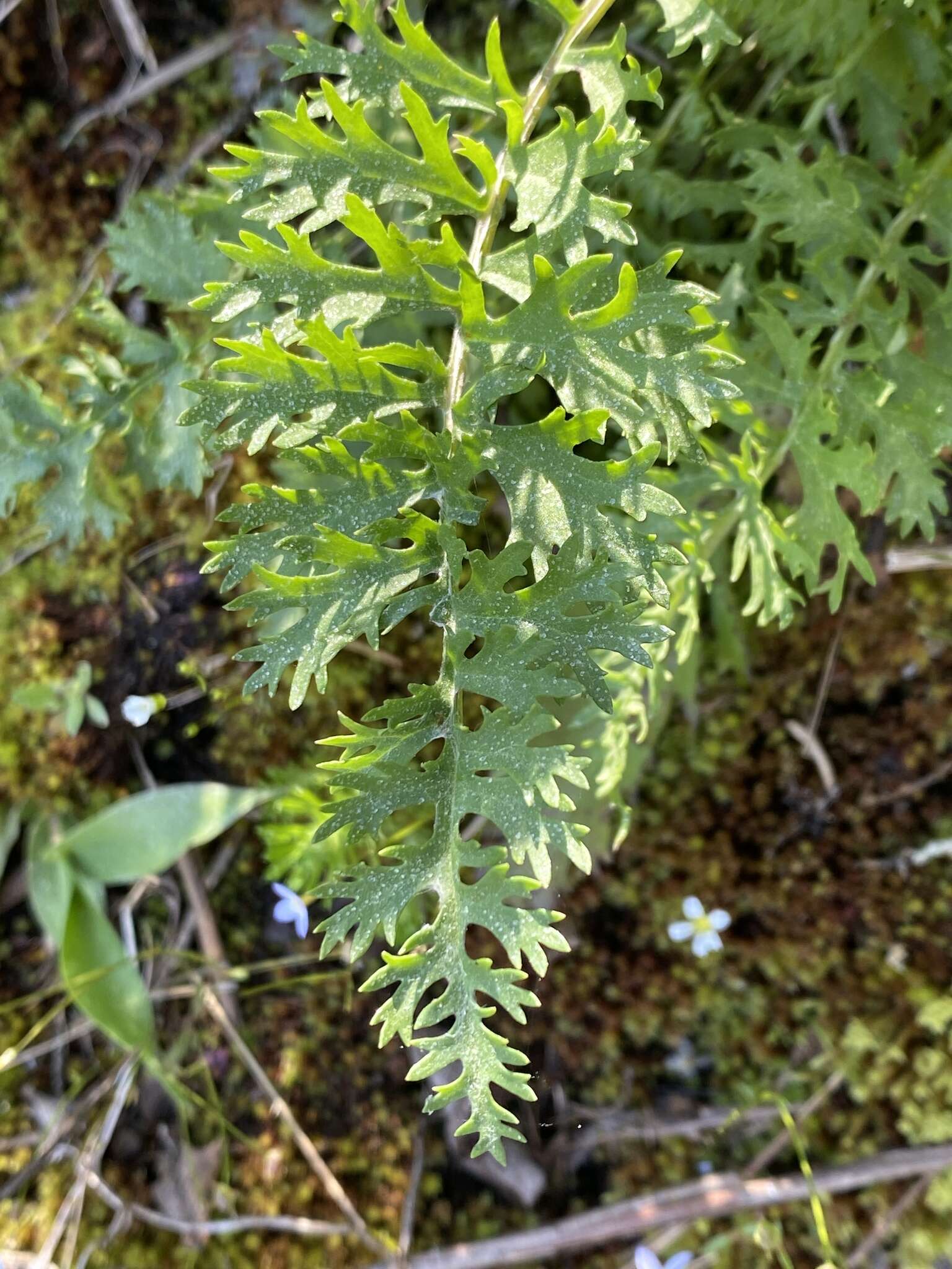 Image of Packera millefolia (T. & G.) W. A. Weber & Á. Löve