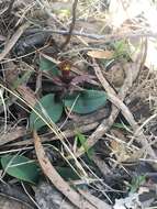 Image of Three-horned bird orchid