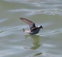 Image of fork-tailed storm-petrel