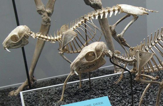 Image of Lesser Mouse-deer