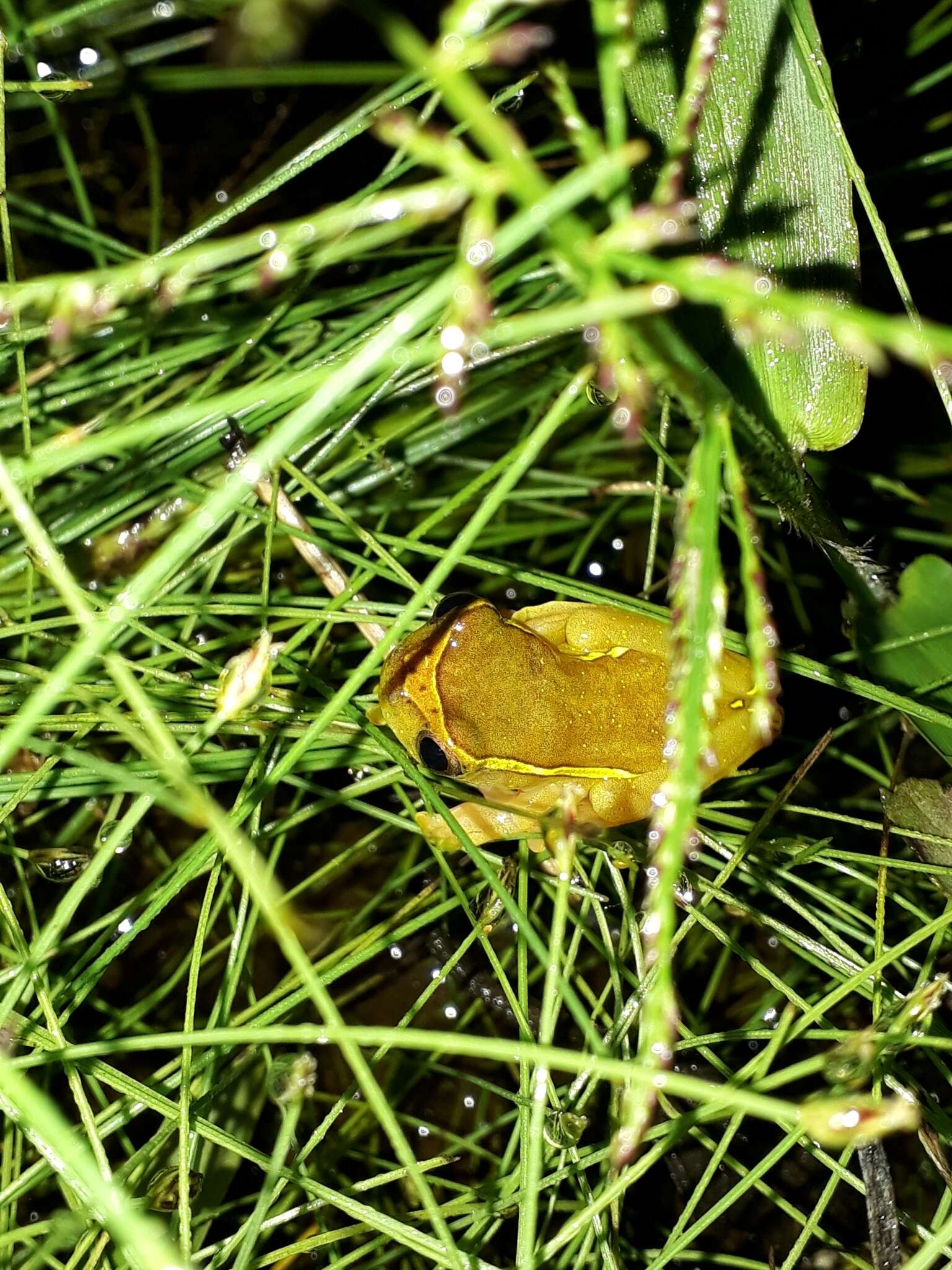 Image of Dendropsophus bifurcus (Andersson 1945)