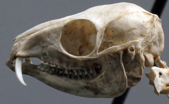 Image of Lesser Mouse-deer