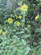 Image de Silphium mohrii Small