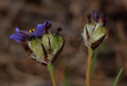 Image of Aristea africana (L.) Hoffmanns.