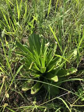 Sivun Crassula acinaciformis Schinz. kuva