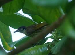 Image of Varied Honeyeater