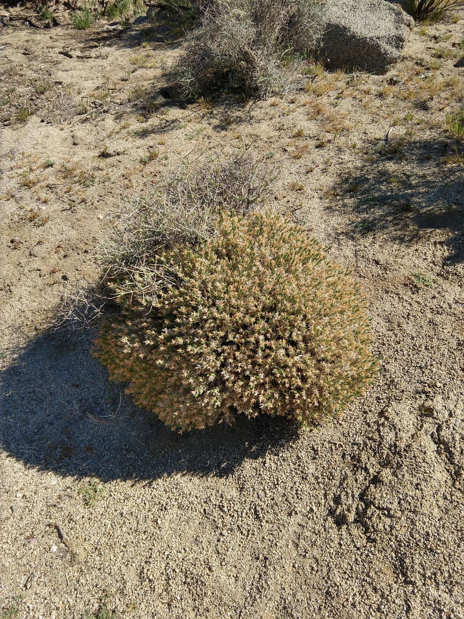 Plancia ëd Linanthus pungens subsp. hallii (Parish) J. M. Porter & R. Patt.