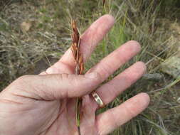 Image of Tetraria ustulata (L.) C. B. Clarke
