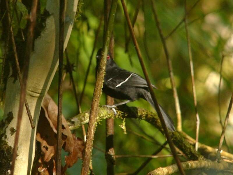 Image of White-shouldered Fire-eye