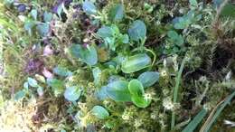 Image of thymeleaf speedwell