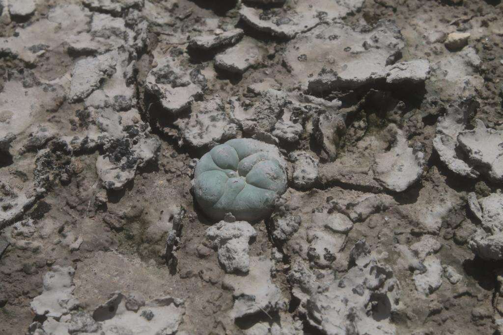 Image of Lophophora koehresii