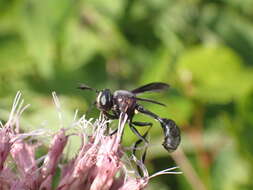 Imagem de Physocephala floridana Camras 1957