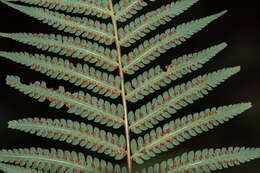 Image of Chain Fern Rhizome