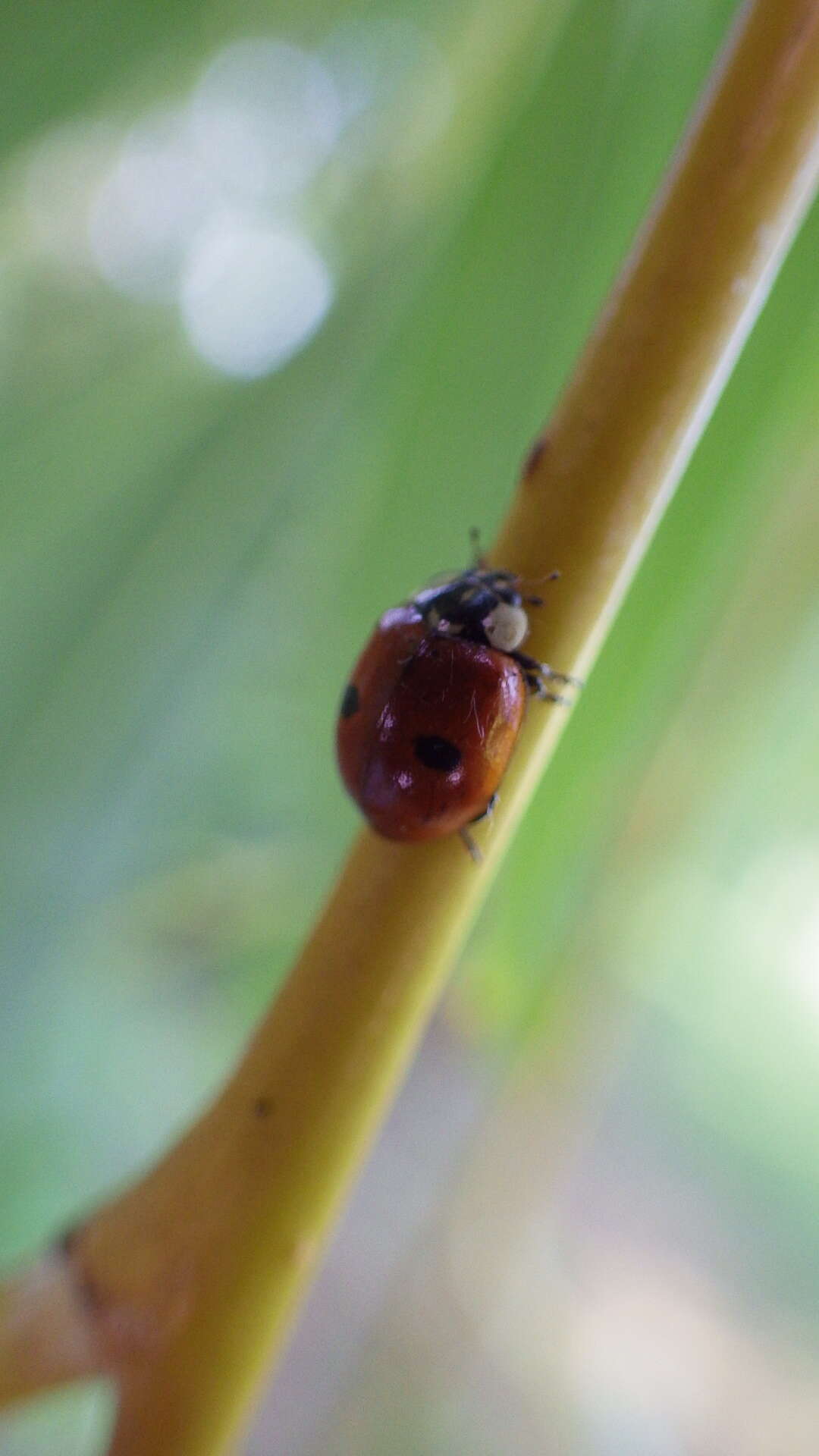 Image of twospotted lady beetle