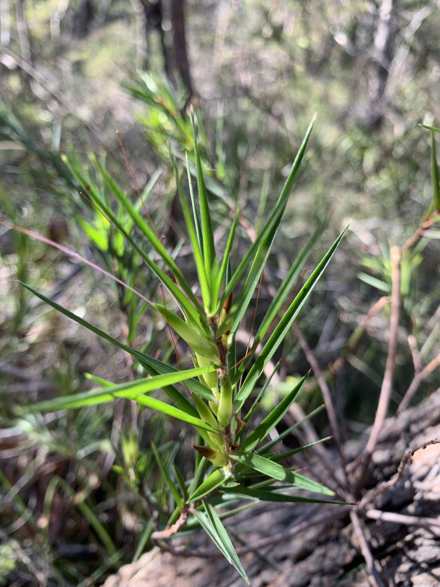 Image of Styphelia longifolia R. Br.