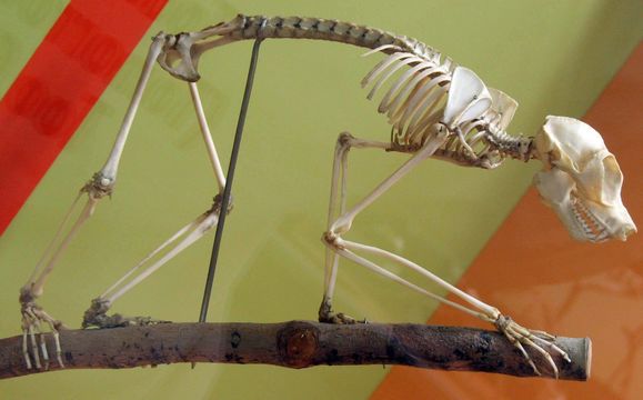Image of Gray Slender Loris