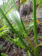 Image of Romulea flava var. flava