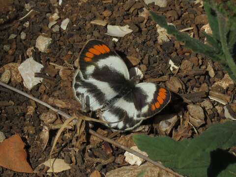 Image of Colotis euippe (Linnaeus 1758)