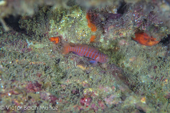 Image of Zebra goby