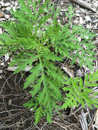 Image of annual ragweed