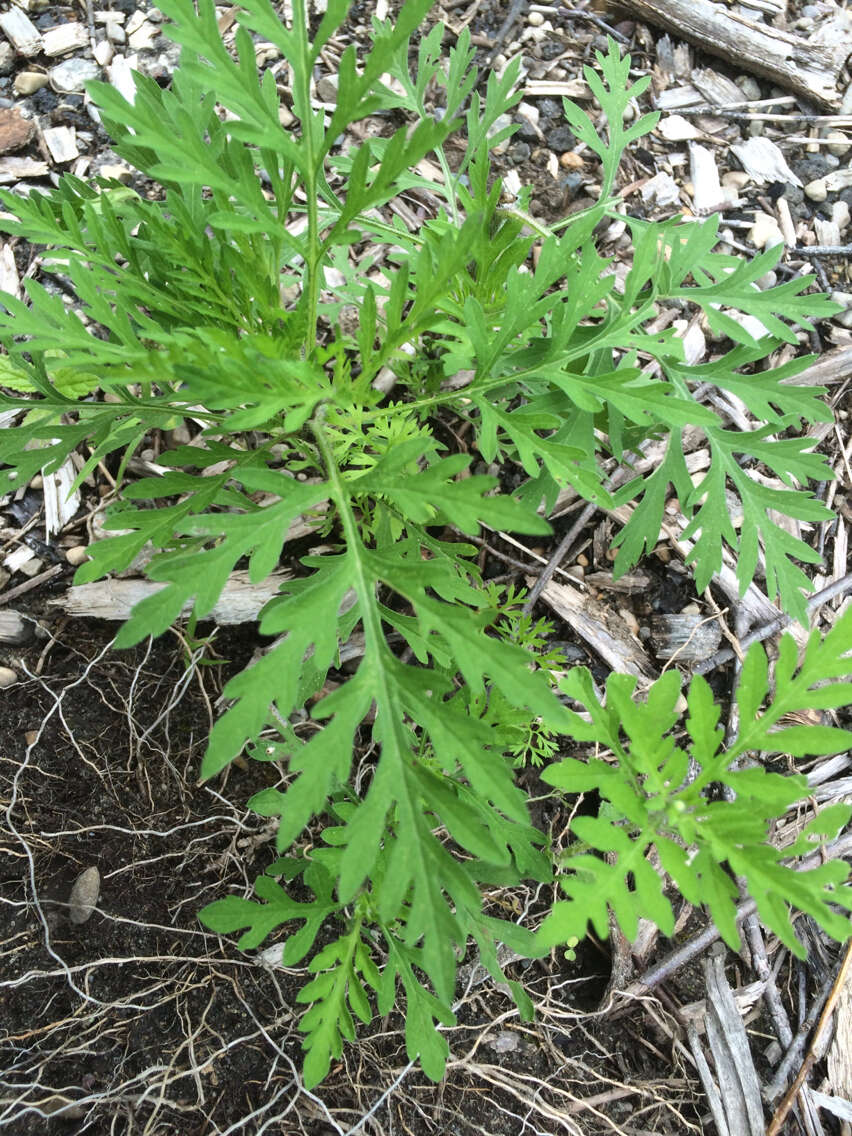 Image of annual ragweed