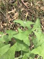 Ageratina deltoidea (Jacq.) R. King & H. Rob.的圖片