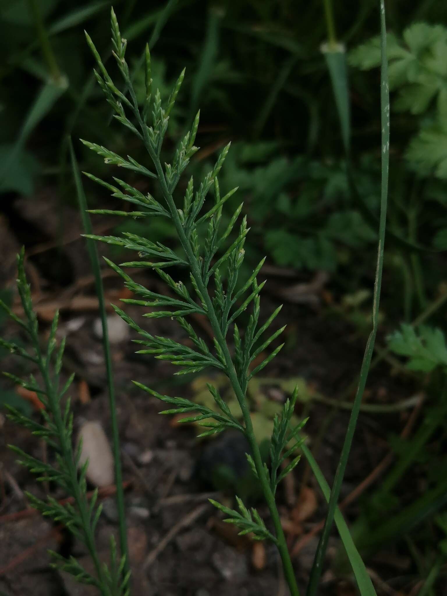 Слика од Catapodium rigidum subsp. rigidum