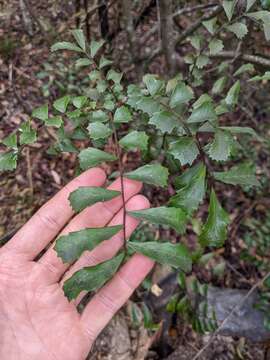 Image of Cupaniopsis shirleyana (Bailey) Radlk.