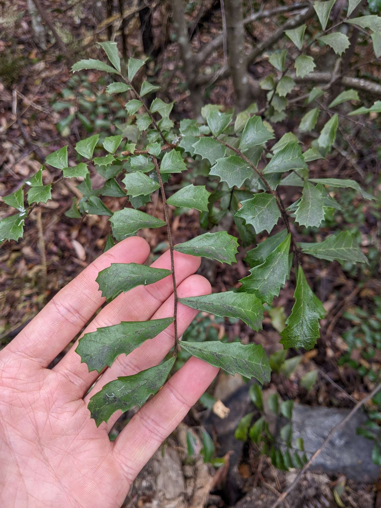 Imagem de Cupaniopsis shirleyana (Bailey) Radlk.