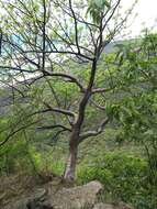 Image of Bursera penicillata (Sesse & Moc.) Engl.