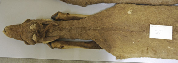 Image of Desert bighorn sheep