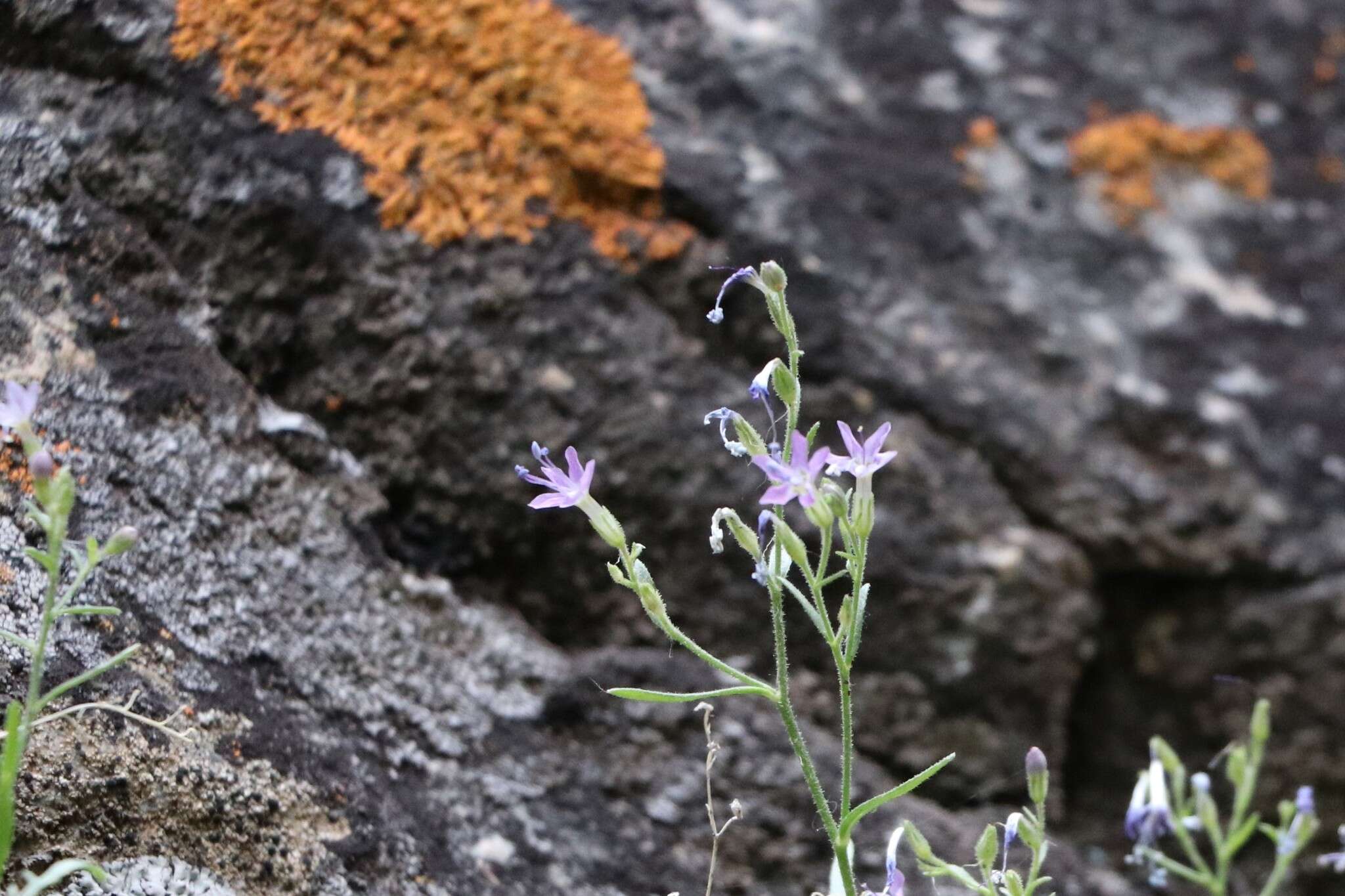 Image of Black Canyon gilia