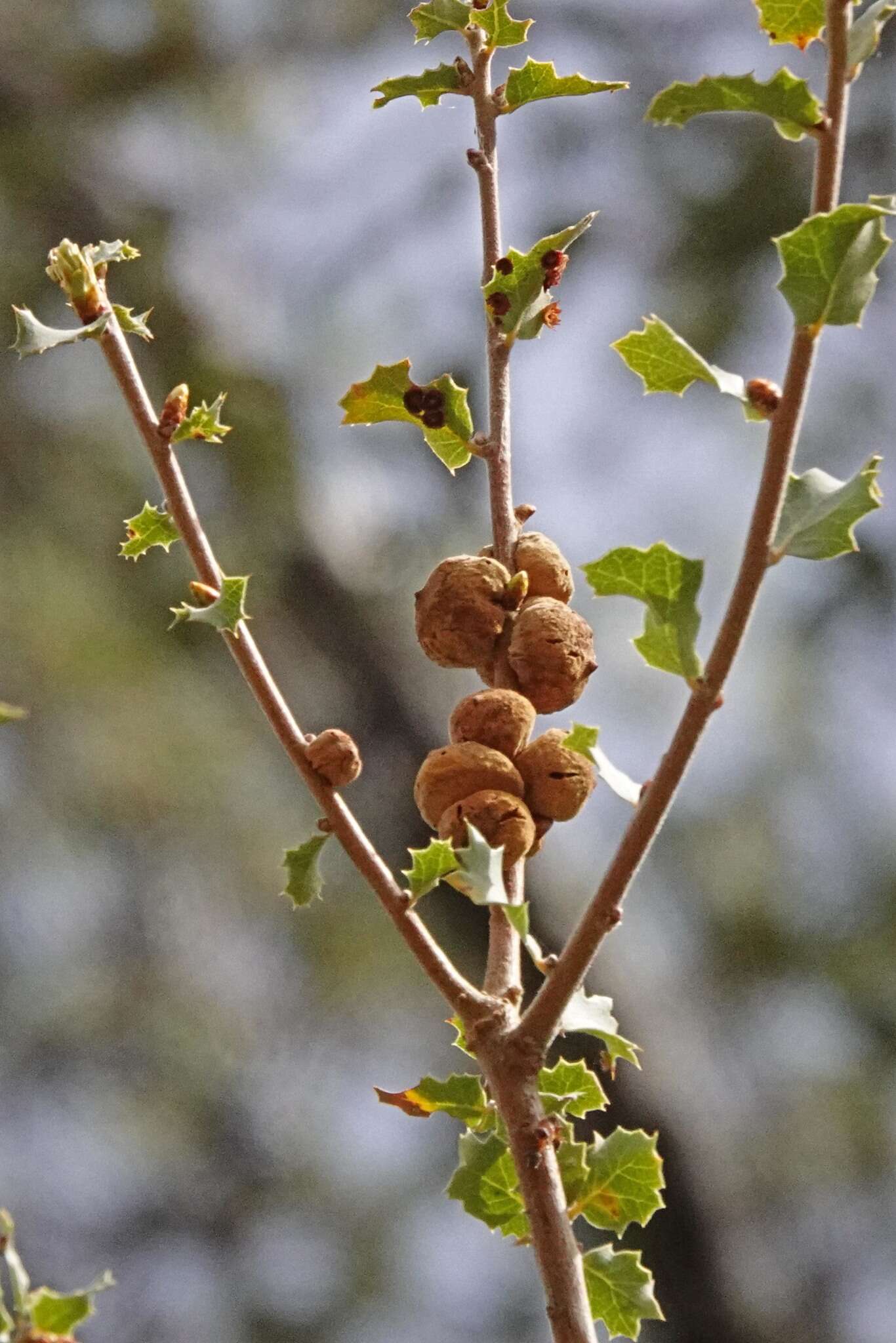 Image of Alvord oak