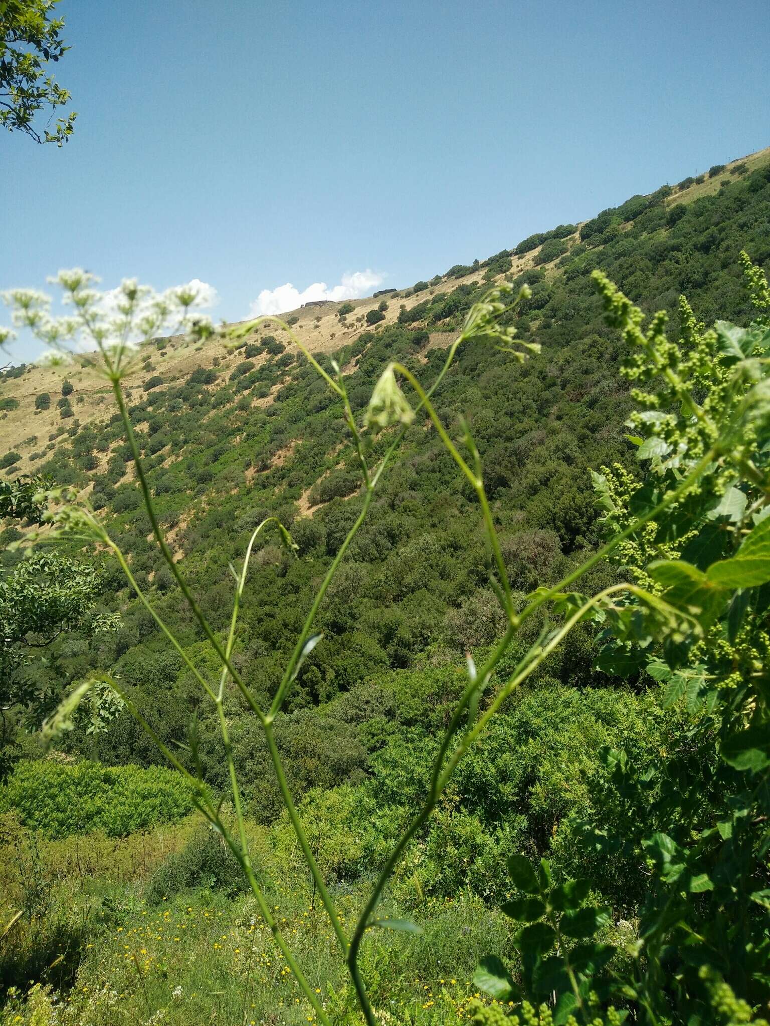 Imagem de Pimpinella peregrina L.