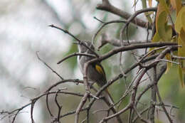 Image of Crescent Honeyeater