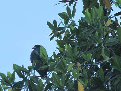 Image of Common Black Hawk