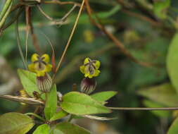 Image of Ceropegia candelabrum subsp. candelabrum