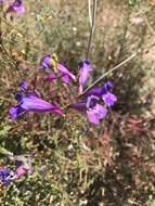 Image of foothill beardtongue