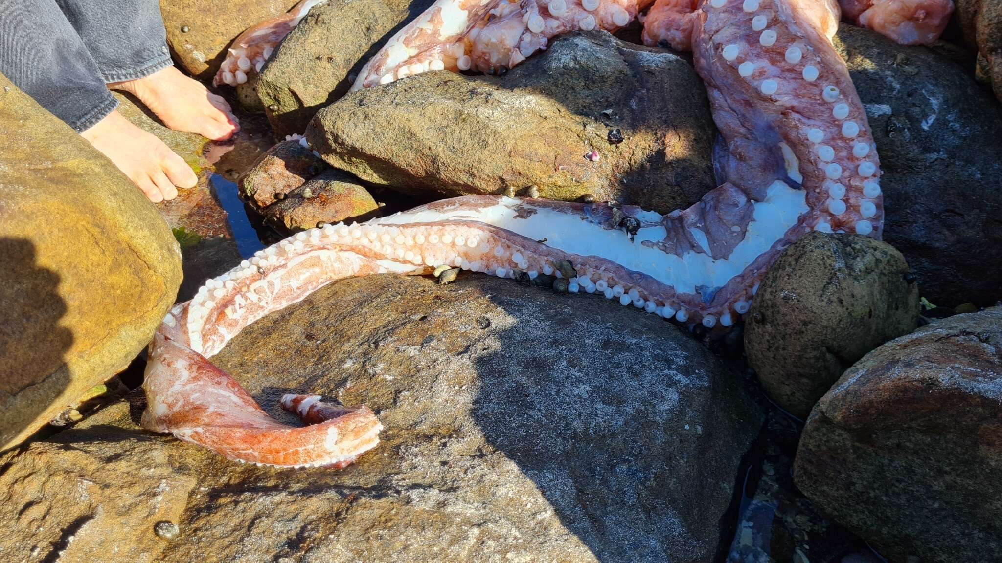 Image of Atlantic giant squid