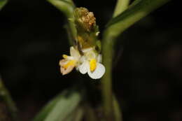 Image of Hylaeanthe unilateralis (Poepp. & Endl.) A. M. E. Jonker & Jonker