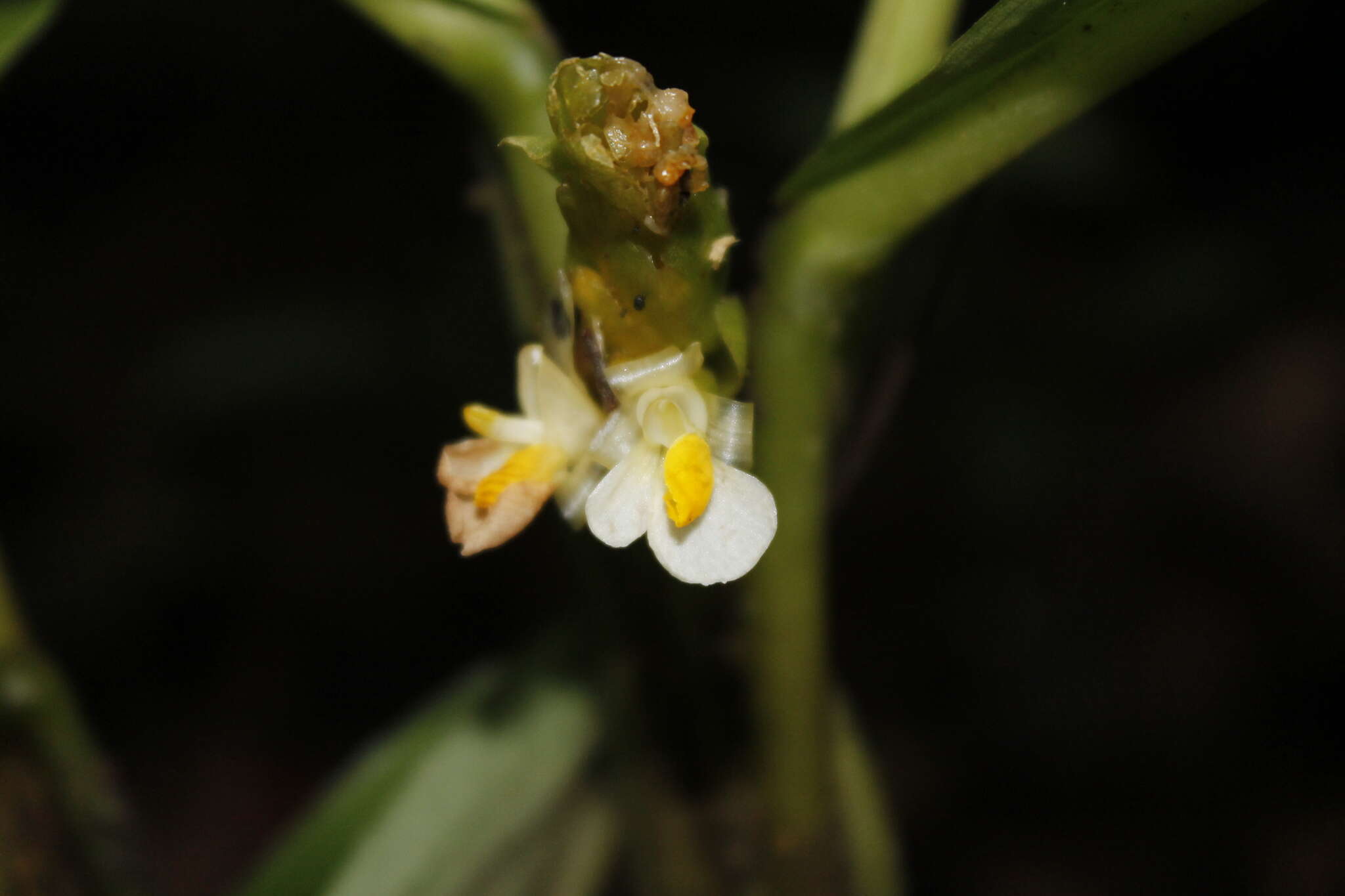 Image of Hylaeanthe unilateralis (Poepp. & Endl.) A. M. E. Jonker & Jonker