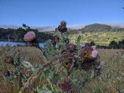 Image of Fountain Thistle