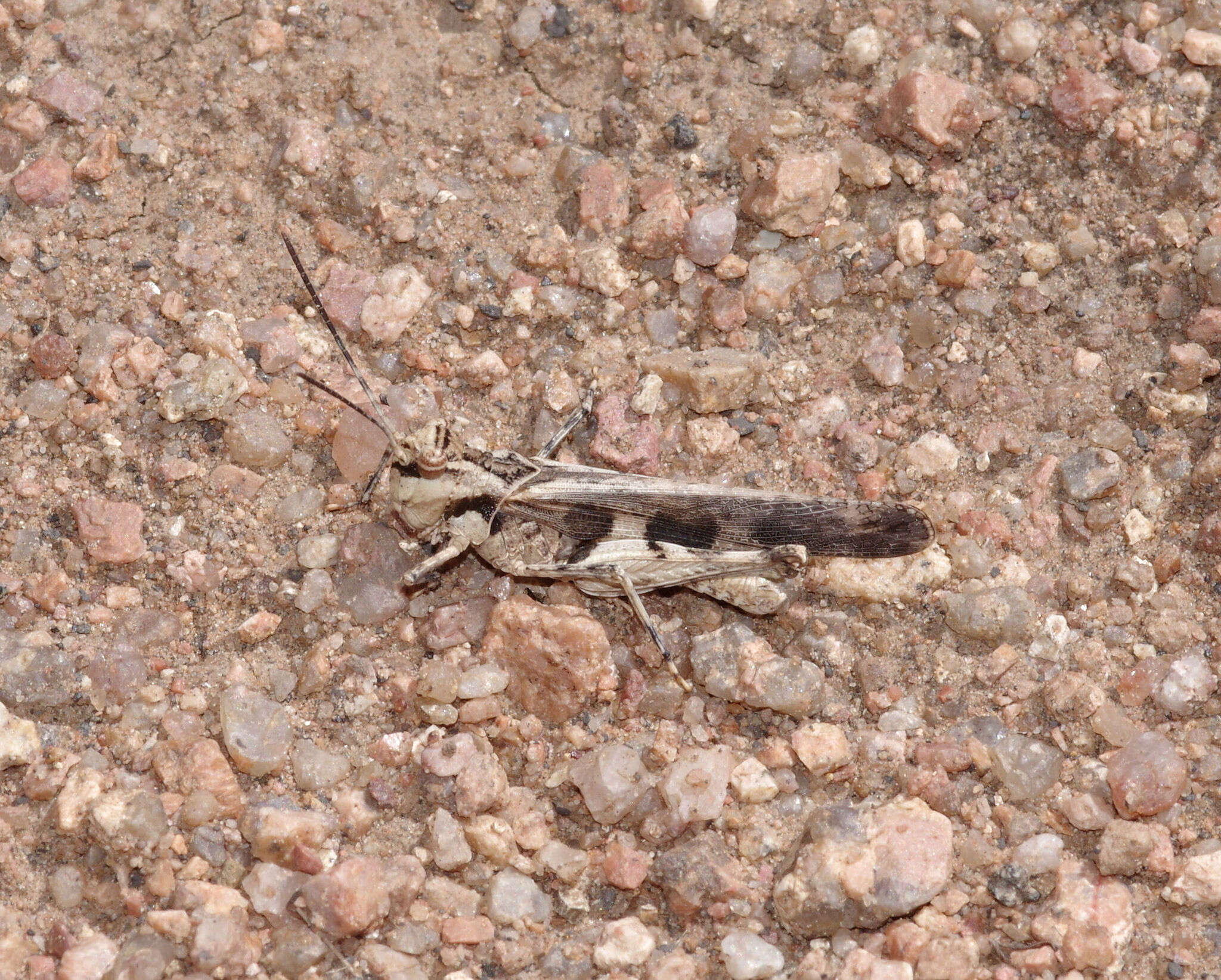 Image of Mestobregma plattei (Thomas & C. 1873)