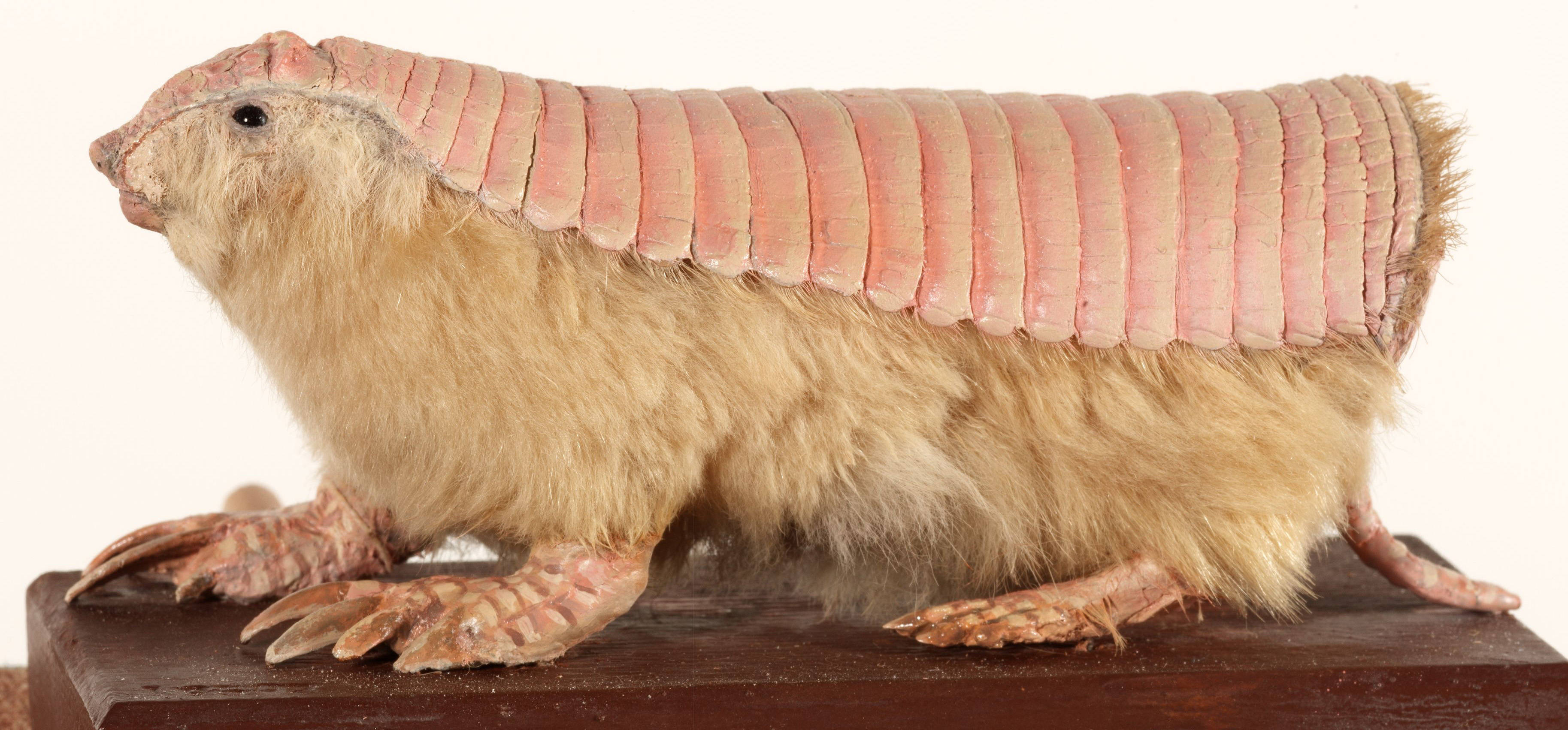 fairy armadillo