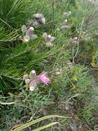 Слика од Ptilostemon chamaepeuce (L.) Less.