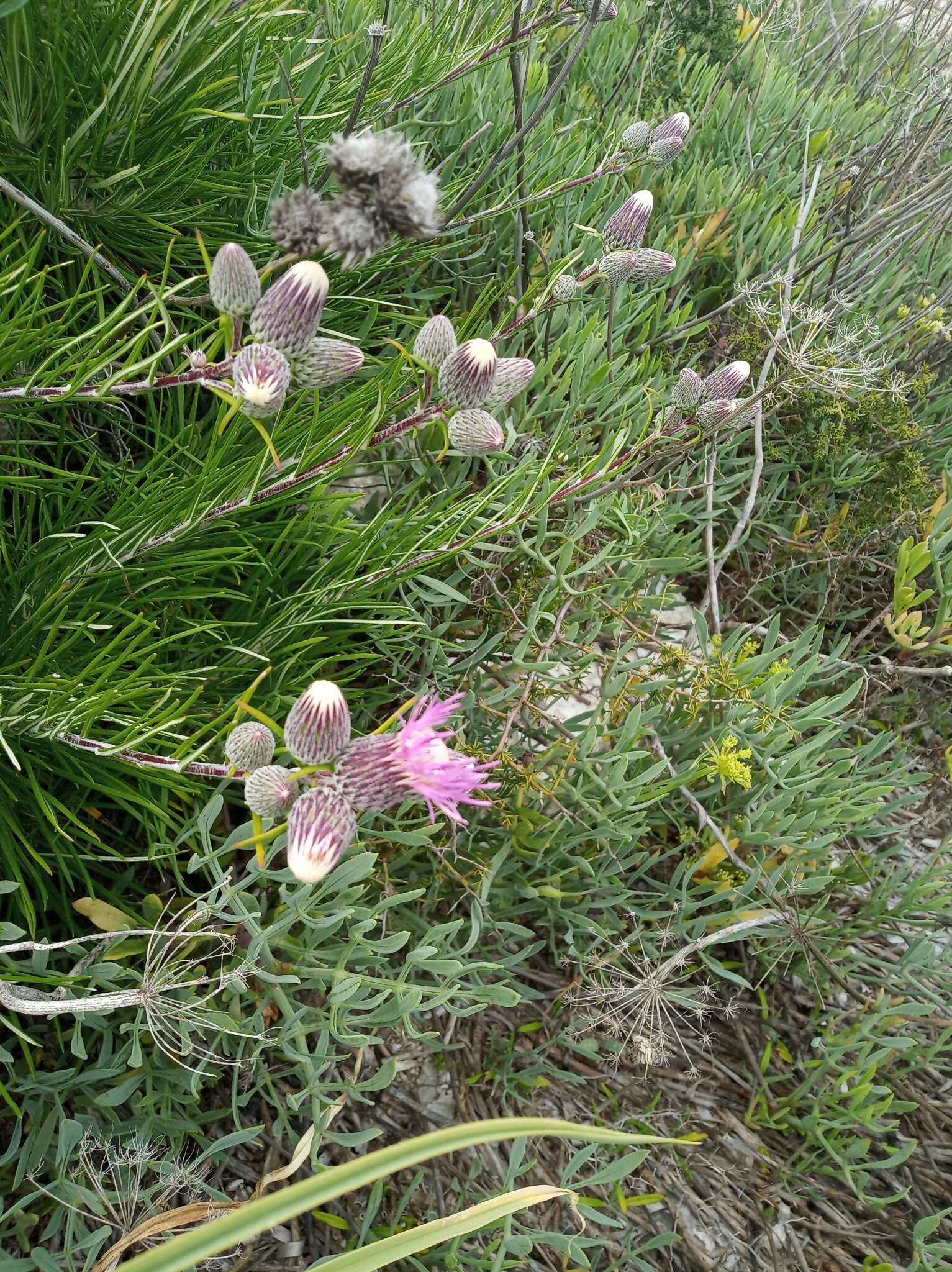 Слика од Ptilostemon chamaepeuce (L.) Less.