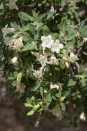 Image of Lonicera pyrenaica subsp. pyrenaica